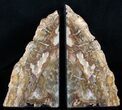 Inch Tall Petrified Wood Bookends #3935-1